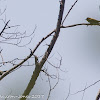 Blackcap; Curruca Capirotada