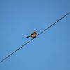 Loggerhead Shrike