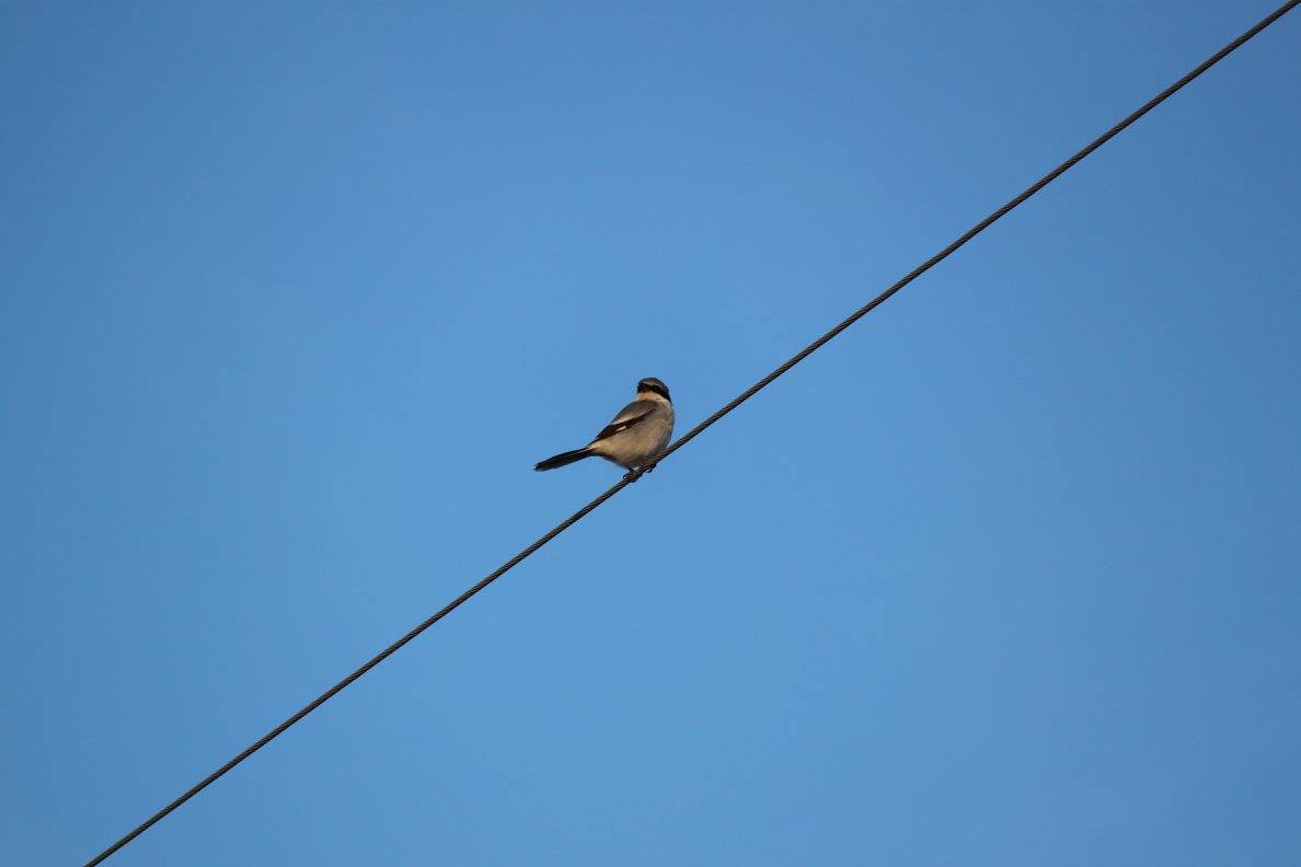 Loggerhead Shrike