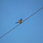 Loggerhead Shrike