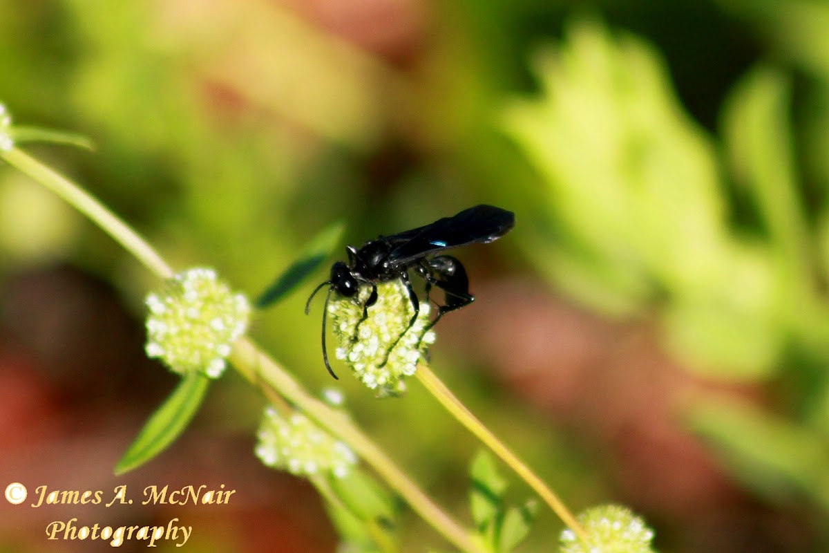 Blue Mud Dauber Wasp