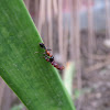 Ant  with Lily Moth prey