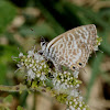 Lang's Short-tailed Blue