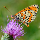 Spotted Fritillary; Doncella Tímida