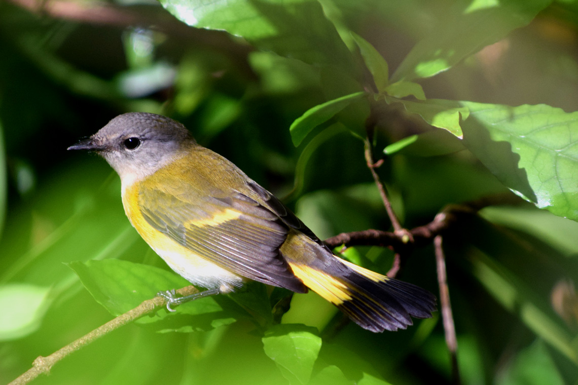 American Redstart