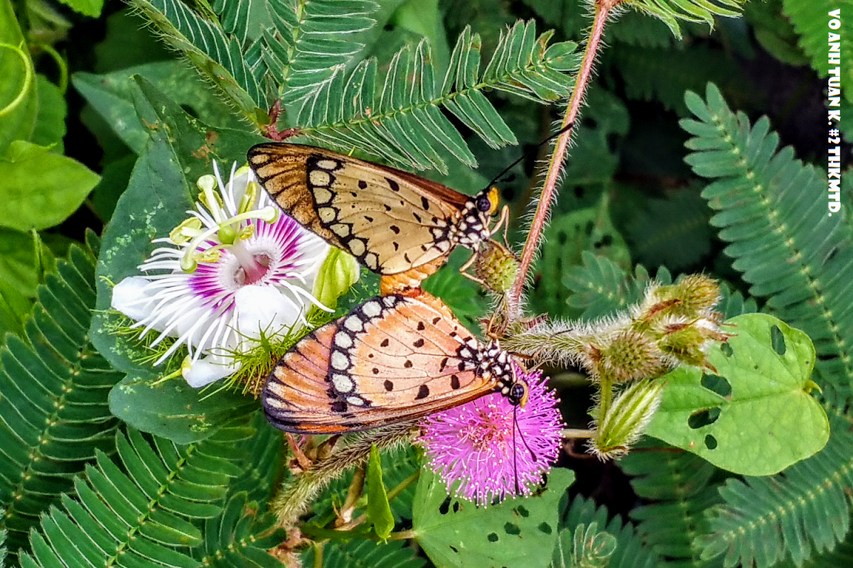 Tawny Coster.