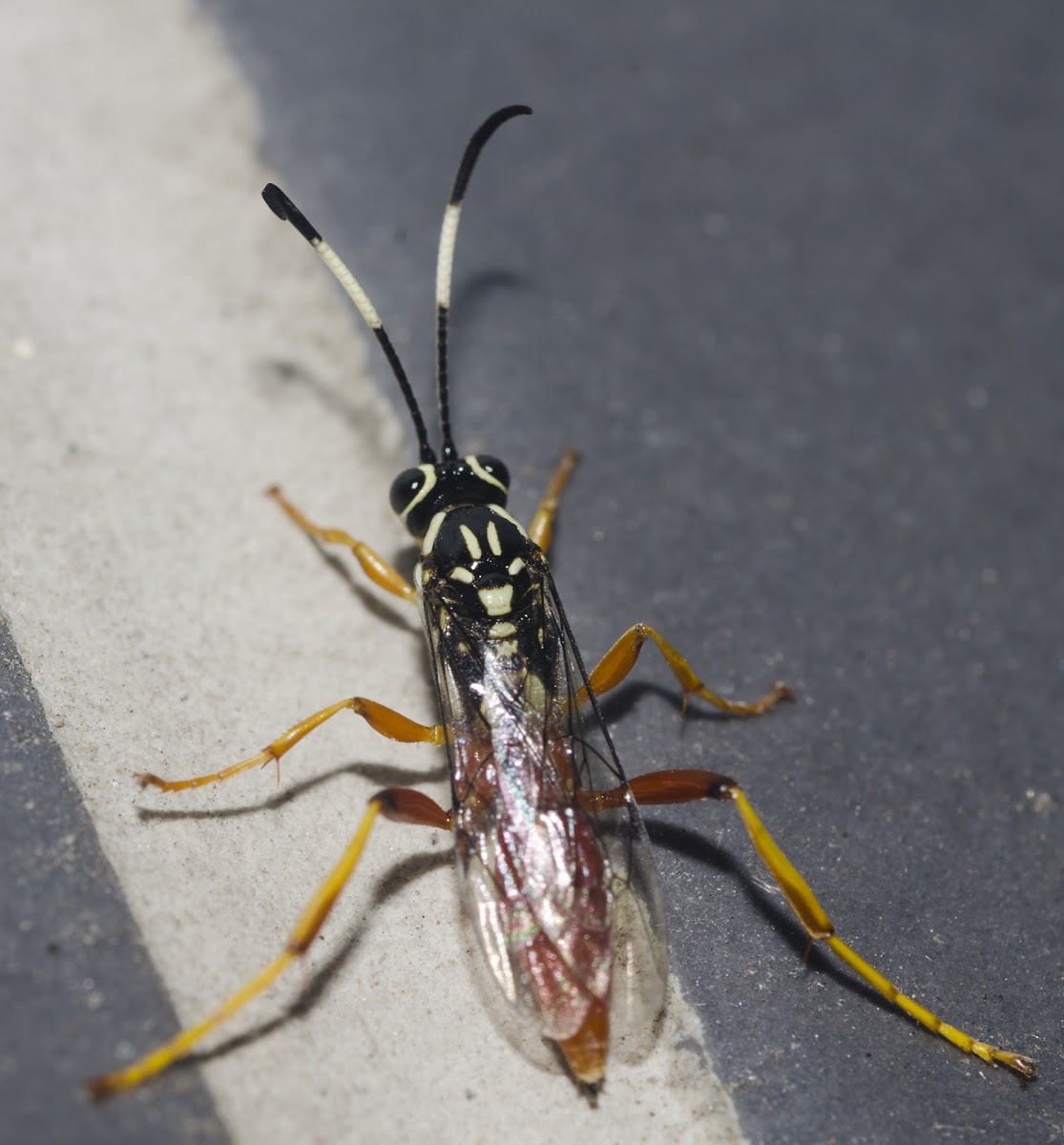 Ichneumonid Wasp