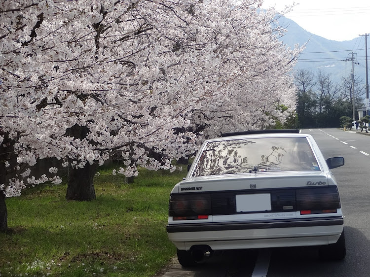 スカイラインの桜とコラボ🌸・R31スカイライン・瀬戸大橋フェアレディZクラブ・お花見日和、オフ会日和☀️・県境LAWSONに関するカスタム事例の投稿画像3枚目
