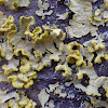 Powdered Sunshine Lichen