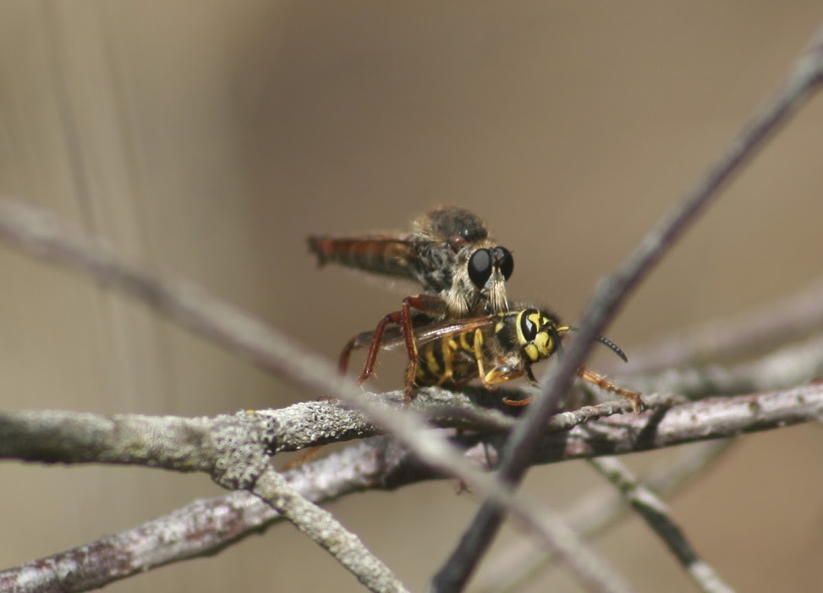 Unknown Robber Fly