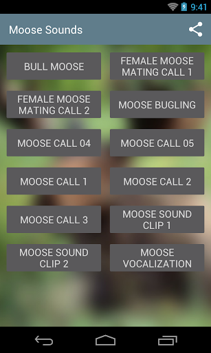 Moose Sounds