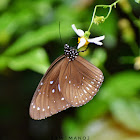 Blue-Spotted Crow