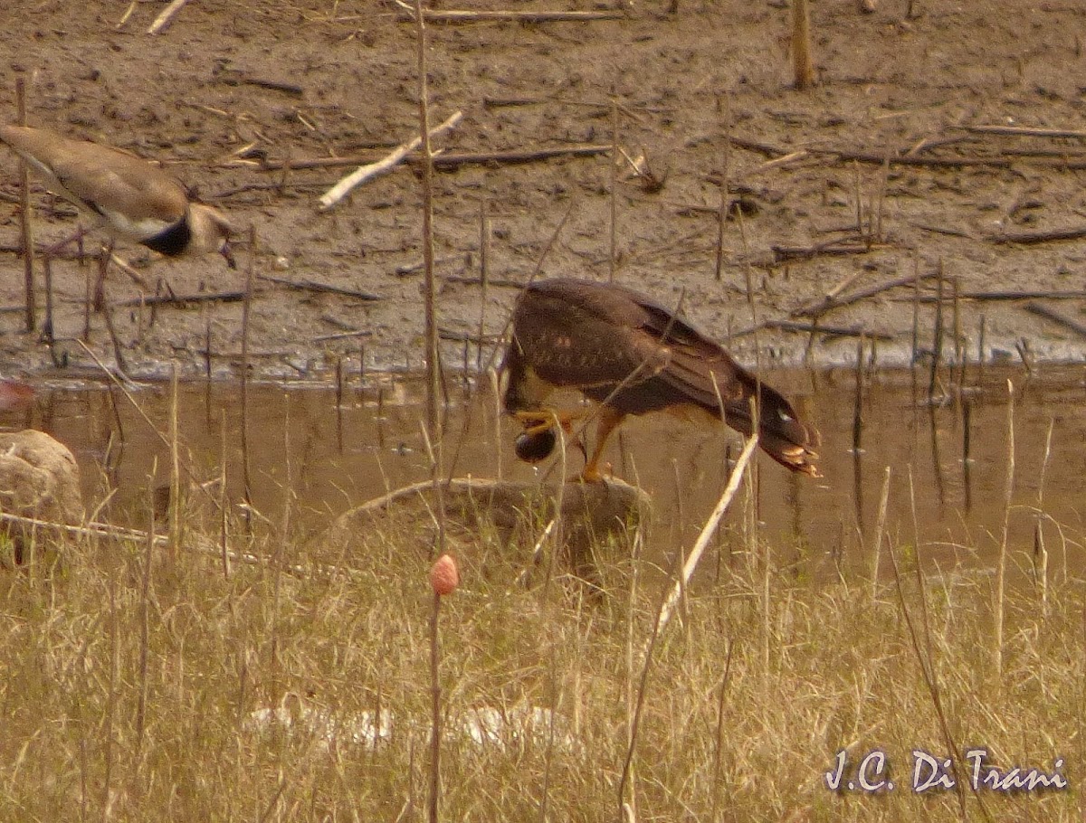 Snail kite