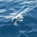 Atlantic flyingfish