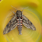 Privet Hawk Moth