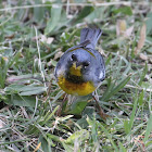 Northern Parula