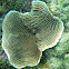 Elephant Skin Coral