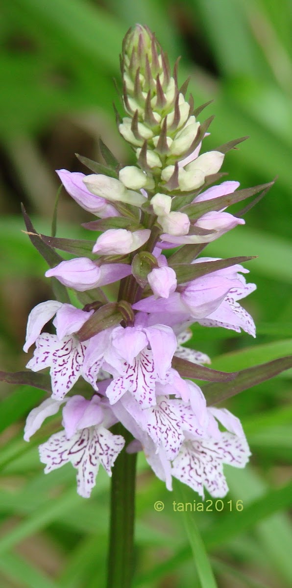 Marsh orchid or spotted orchid