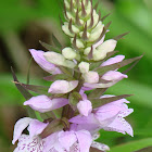 Marsh orchid or spotted orchid