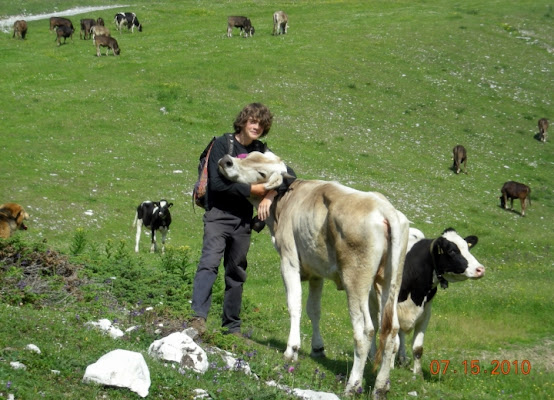 La mandria in alta montagna di Maggiolina