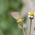 Plains Cupid (Female)