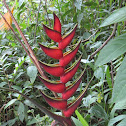 Heliconia