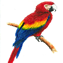 Parrot Theme