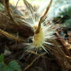 American dagger moth