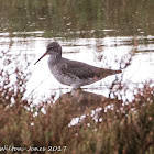 Redshank