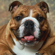 Bulldog Dogs Wallpapers  Icon