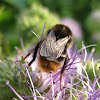 Red-tailed bumblebee