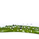 Water Drop on leaf Chrome extension download