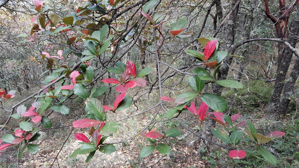 Loquat-leaf Oak