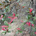 Loquat-leaf Oak