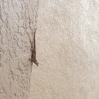 Brown Anole