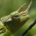 Jackson's Chameleon