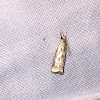 Elegant Grass-veneer Moth