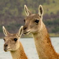 Guanacos di 