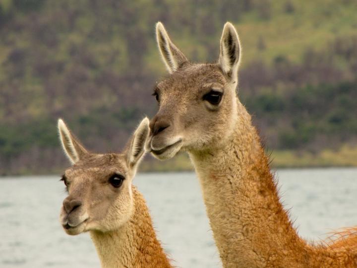 Guanacos di leorol