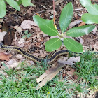 Common Gartersnake