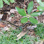 Common Gartersnake