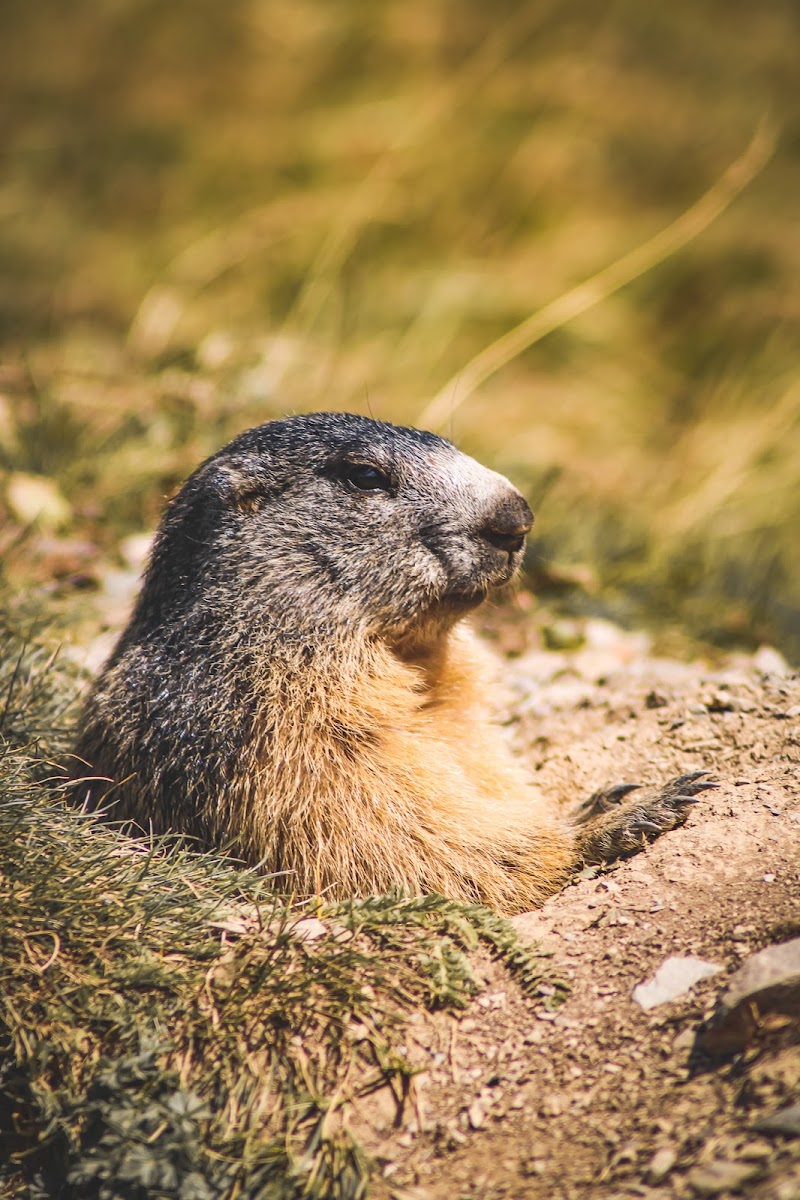 Marmotta di Pinsoglio Filippo