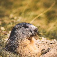 Marmotta di Pinsoglio Filippo