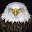 Bird Sounds Download on Windows
