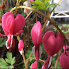 Bleeding Heart