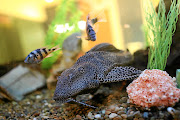 Da Ge, the Red Chamber's resident Sailfin plecostomus is a record-breaking 25 years old.