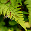 Crane Fly