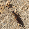 Earwig