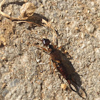 Earwig