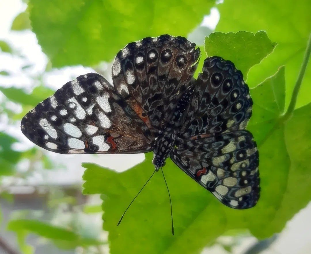 Mariposa tronadora - Cracker butterfly